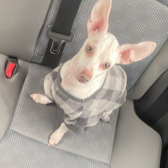 Meet your Posher, Victor - Picture 1 of 1